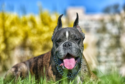 Close-up of a dog on field