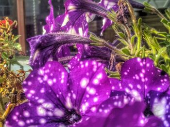 Close-up of purple flower on christmas tree