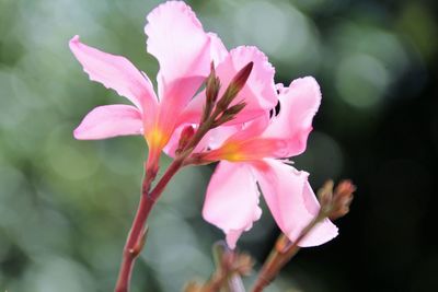 Close-up of pink flowers