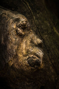 Close-up of lizard on wood