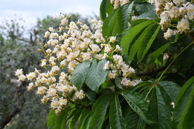 Close-up of white flowering plant