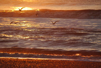 Birds flying over sea against sky at sunset