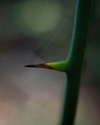 Close-up of spider web on plant