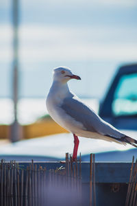 Close-up of seagull perching on wooden post