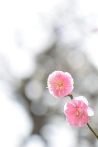 Close-up of pink flowers