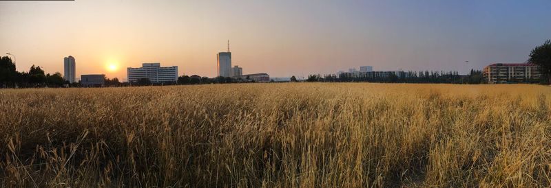 Scenic view of field against clear sky during sunset