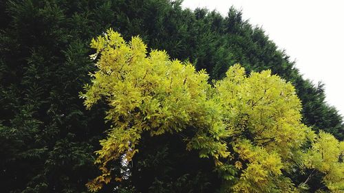 Plants growing in forest