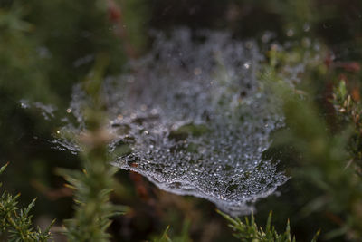 Close-up of wet spider web on plant