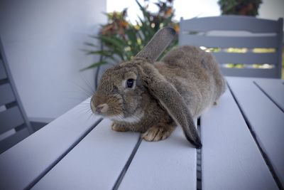 Close-up of rabbit