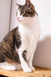 Close-up of cat sitting on table at home