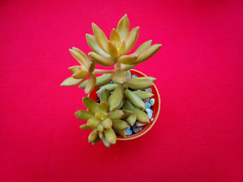 Directly above shot of pink flowers against red background