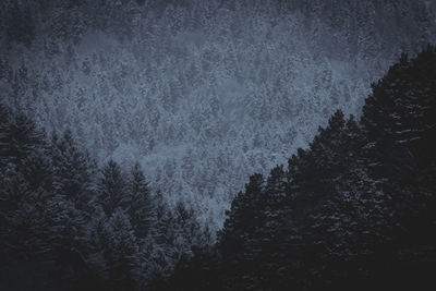 Pine trees in forest against sky at night