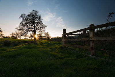 Trees on grassy field