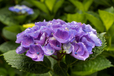 Close-up of purple flowering plant