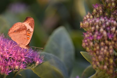 Close-up of butterfly pollinating on purple flower