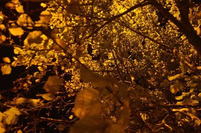 Yellow flowers growing on tree