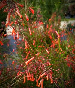 Close-up of red flowers