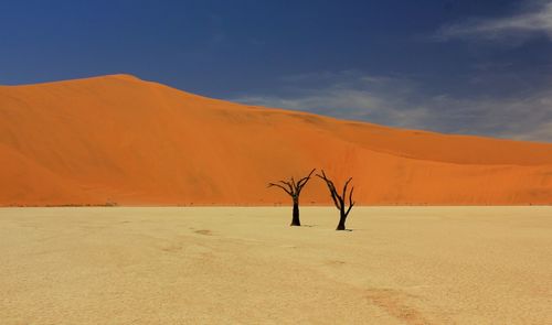 Scenic view of desert