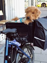 Dog on bicycle at home