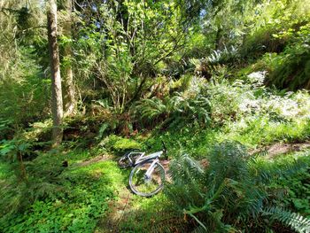 Trees and plants in forest