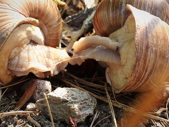 Close-up of mushrooms