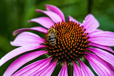 Close-up of insect on pink flower