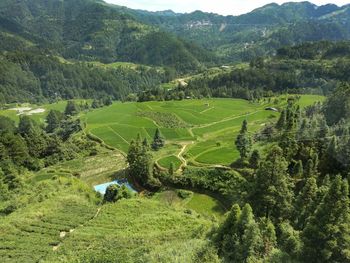 High angle view of trees on field