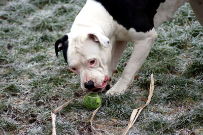 High angle view of dog on field