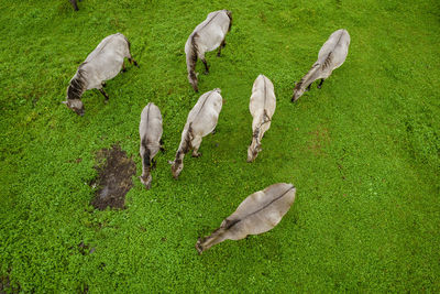 White mustangs grazing grass on the farmland. aerial view. endangered free families of wild horse