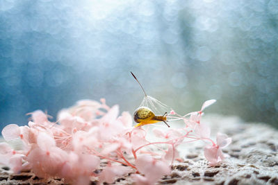 Close-up of insect on flower
