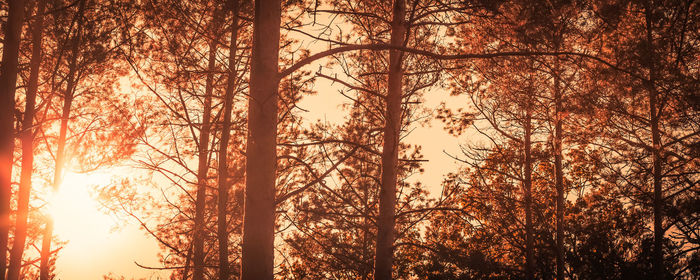 Trees in forest against sky