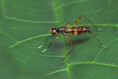 Close-up of stilt-legged fly, micropezidae on green leaf with nature background, selective focus.