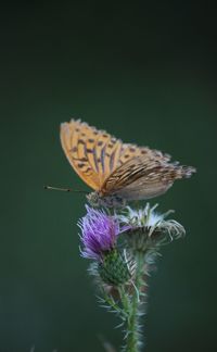 Close-up of butterfly pollinating on purple flower