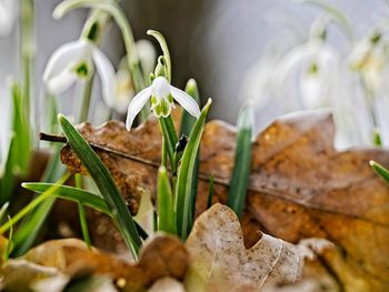 Close-up of white rose on leaves