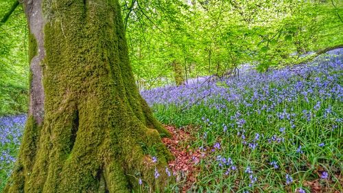 Trees in forest