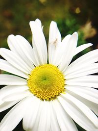 Close-up of white flower blooming outdoors