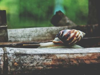 Close-up of snail on wood