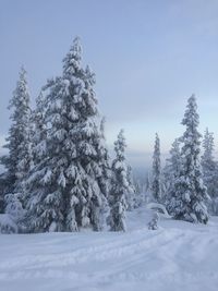 Snow covered pine trees in a forest set against sky, finland