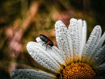 Close-up of butterfly pollinating on flower