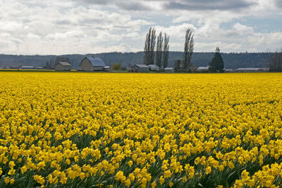 Yellow flowers growing in field