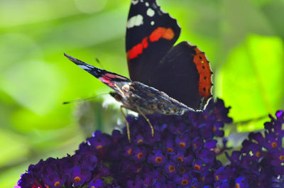 Close-up of butterfly pollinating on purple flower