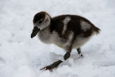 Close-up of duck on snow field during winter