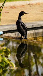 Bird perching on a lake