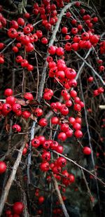 Close-up of red berries growing on tree