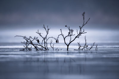 Bare tree by sea against sky