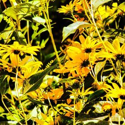 Close-up of yellow flower