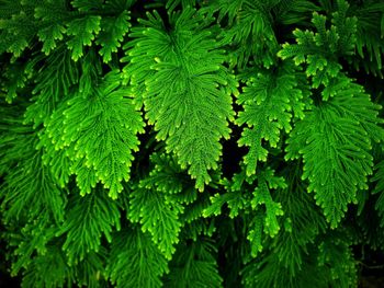 Close-up of fresh green leaves