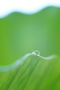 Close-up of green leaves