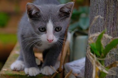 Close-up portrait of a cat