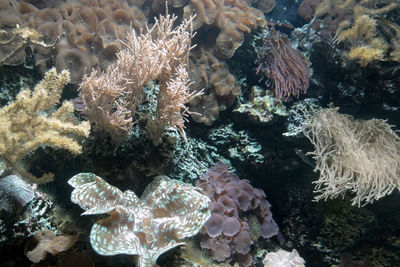 Close-up of coral in sea